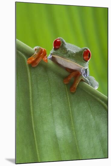 Agalychnis Callidryas-DLILLC-Mounted Photographic Print