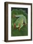 Agalychnis Callidryas-DLILLC-Framed Photographic Print