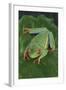 Agalychnis Callidryas-DLILLC-Framed Photographic Print