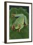 Agalychnis Callidryas-DLILLC-Framed Photographic Print