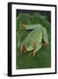 Agalychnis Callidryas-DLILLC-Framed Photographic Print