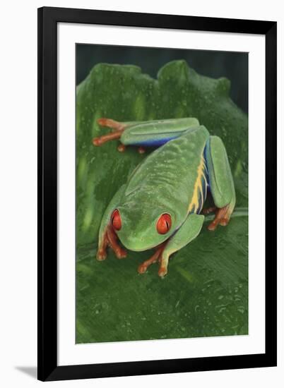 Agalychnis Callidryas-DLILLC-Framed Photographic Print