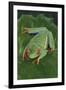 Agalychnis Callidryas-DLILLC-Framed Photographic Print