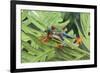 Agalychnis Callidryas-DLILLC-Framed Photographic Print