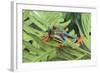 Agalychnis Callidryas-DLILLC-Framed Photographic Print