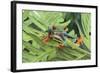 Agalychnis Callidryas-DLILLC-Framed Photographic Print