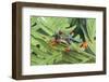 Agalychnis Callidryas-DLILLC-Framed Photographic Print