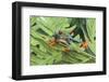 Agalychnis Callidryas-DLILLC-Framed Photographic Print