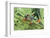 Agalychnis Callidryas-DLILLC-Framed Photographic Print