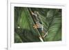 Agalychnis Callidryas-DLILLC-Framed Photographic Print