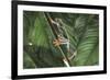 Agalychnis Callidryas-DLILLC-Framed Photographic Print