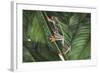 Agalychnis Callidryas-DLILLC-Framed Photographic Print