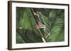 Agalychnis Callidryas-DLILLC-Framed Photographic Print