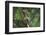 Agalychnis Callidryas-DLILLC-Framed Photographic Print