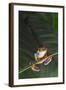 Agalychnis Callidryas-DLILLC-Framed Photographic Print