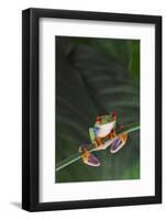 Agalychnis Callidryas-DLILLC-Framed Photographic Print