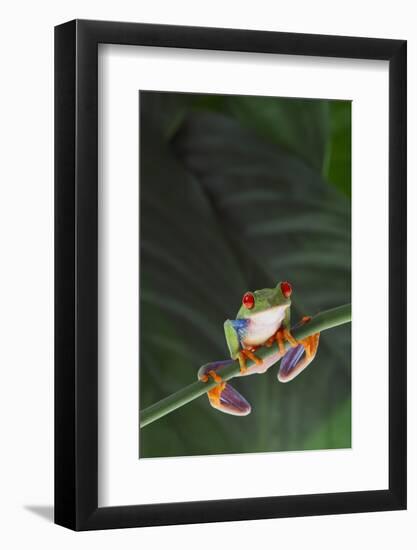 Agalychnis Callidryas-DLILLC-Framed Photographic Print