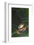 Agalychnis Callidryas-DLILLC-Framed Photographic Print