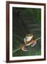 Agalychnis Callidryas-DLILLC-Framed Photographic Print