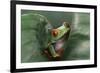 Agalychnis Callidryas-DLILLC-Framed Photographic Print