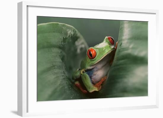 Agalychnis Callidryas-DLILLC-Framed Photographic Print