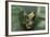 Agalychnis Callidryas-DLILLC-Framed Photographic Print