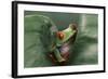 Agalychnis Callidryas-DLILLC-Framed Photographic Print