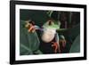 Agalychnis Callidryas-DLILLC-Framed Photographic Print