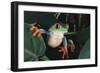 Agalychnis Callidryas-DLILLC-Framed Photographic Print