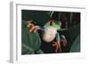 Agalychnis Callidryas-DLILLC-Framed Photographic Print