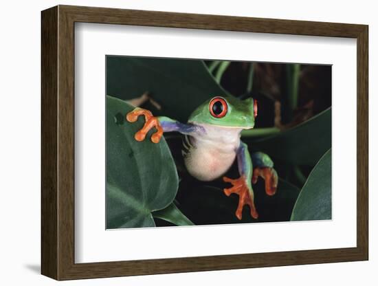 Agalychnis Callidryas-DLILLC-Framed Photographic Print