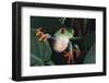 Agalychnis Callidryas-DLILLC-Framed Photographic Print