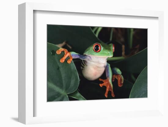 Agalychnis Callidryas-DLILLC-Framed Photographic Print