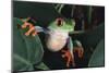 Agalychnis Callidryas-DLILLC-Mounted Photographic Print