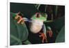 Agalychnis Callidryas-DLILLC-Framed Photographic Print