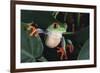 Agalychnis Callidryas-DLILLC-Framed Photographic Print