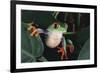 Agalychnis Callidryas-DLILLC-Framed Photographic Print