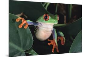 Agalychnis Callidryas-DLILLC-Mounted Photographic Print