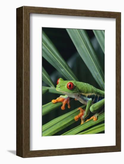 Agalychnis Callidryas-DLILLC-Framed Photographic Print