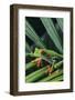 Agalychnis Callidryas-DLILLC-Framed Photographic Print