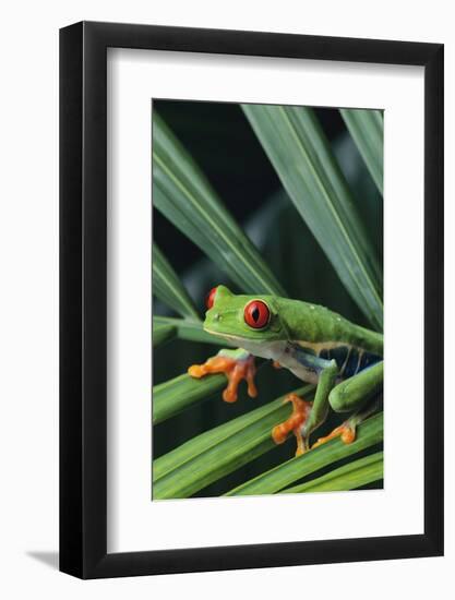 Agalychnis Callidryas-DLILLC-Framed Photographic Print