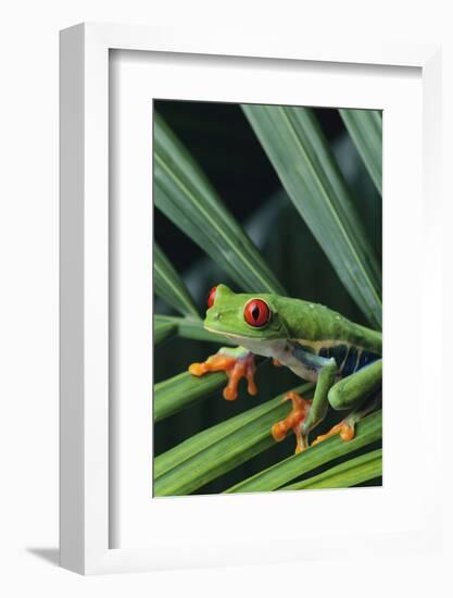 Agalychnis Callidryas-DLILLC-Framed Photographic Print