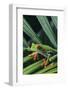 Agalychnis Callidryas-DLILLC-Framed Photographic Print