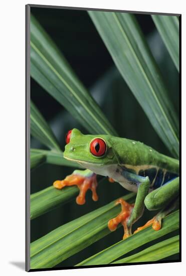 Agalychnis Callidryas-DLILLC-Mounted Photographic Print