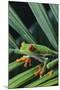 Agalychnis Callidryas-DLILLC-Mounted Photographic Print