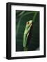 Agalychnis Callidryas-DLILLC-Framed Photographic Print