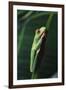 Agalychnis Callidryas-DLILLC-Framed Photographic Print