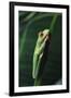 Agalychnis Callidryas-DLILLC-Framed Photographic Print