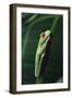 Agalychnis Callidryas-DLILLC-Framed Photographic Print