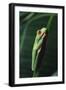 Agalychnis Callidryas-DLILLC-Framed Photographic Print